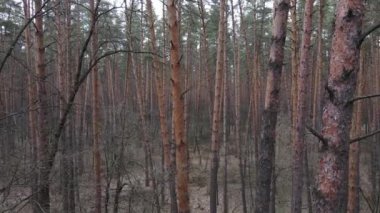 Gün boyunca çam ormanındaki ağaçlar, hava manzarası...
