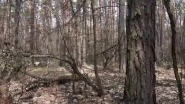 Gün boyunca çam ormanındaki ağaçlar, hava manzarası...