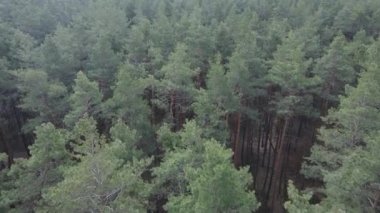 Gün boyunca çam ormanındaki ağaçlar, hava manzarası...