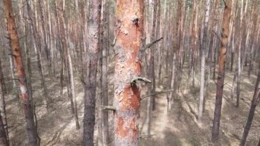 Gün boyunca çam ormanındaki ağaçlar, hava manzarası...