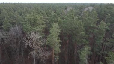 Gün boyunca çam ormanındaki ağaçlar, hava manzarası...