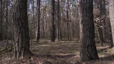 Gün boyunca çam ormanındaki ağaçlar, hava manzarası...