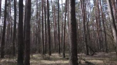 Gün boyunca çam ormanındaki ağaçlar, hava manzarası...