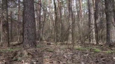 Gün boyunca çam ormanındaki ağaçlar, hava manzarası...