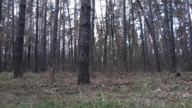 Gün boyunca çam ormanındaki ağaçlar, hava manzarası...