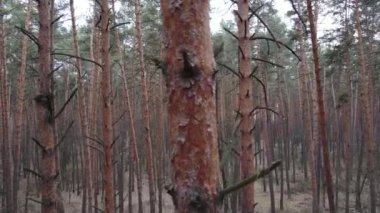 Gün boyunca çam ormanındaki ağaçlar, hava manzarası...