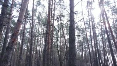 Gün boyunca çam ormanındaki ağaçlar, hava manzarası...