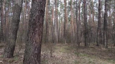 Gün boyunca çam ormanındaki ağaçlar, hava manzarası...