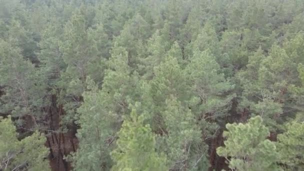 Arbres dans une pinède pendant la journée, vue aérienne