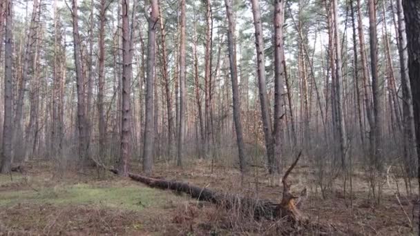 Деревья в сосновом лесу днем, вид с воздуха — стоковое видео