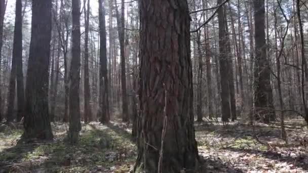 Дерева в сосновому лісі протягом дня, вид з повітря — стокове відео