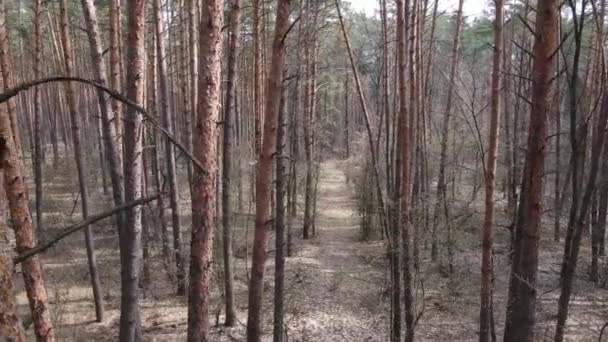 Fák a fenyőerdőben nappal, légi kilátás — Stock videók