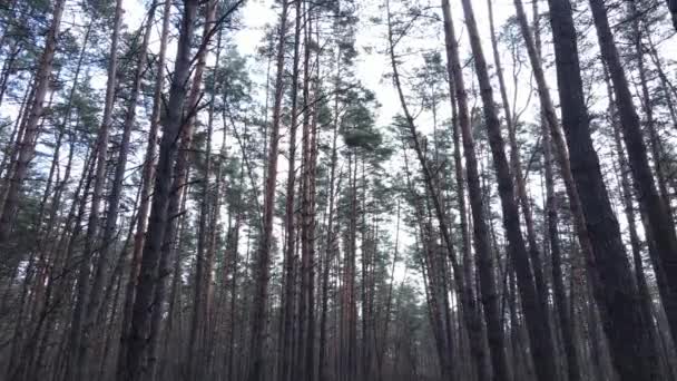 Δέντρα σε πευκοδάσος κατά τη διάρκεια της ημέρας, εναέρια θέα — Αρχείο Βίντεο