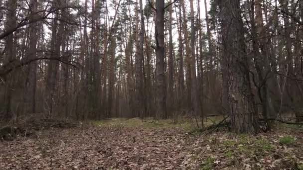 Bäume im Kiefernwald tagsüber, Luftaufnahme — Stockvideo