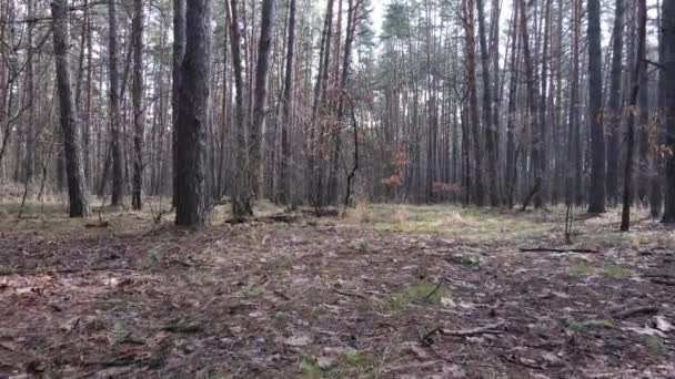 Деревья в сосновом лесу днем, вид с воздуха — стоковое видео