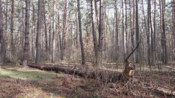 Деревья в сосновом лесу днем, вид с воздуха — стоковое видео