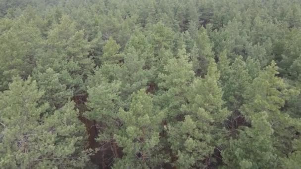Arbres dans une pinède pendant la journée, vue aérienne