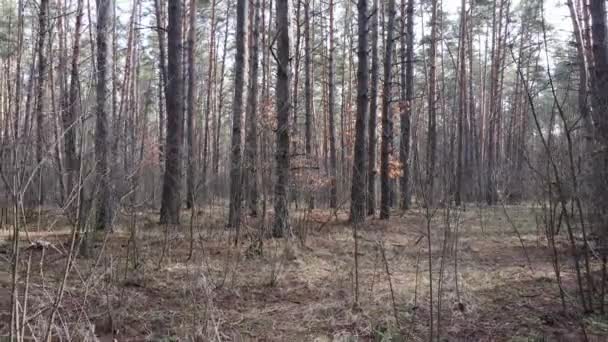 Деревья в сосновом лесу днем, вид с воздуха — стоковое видео