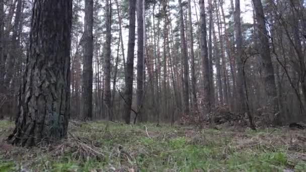 Bäume im Kiefernwald tagsüber, Luftaufnahme — Stockvideo