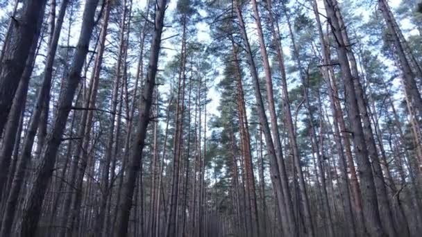 Träd i tallskog under dagen, flygutsikt — Stockvideo