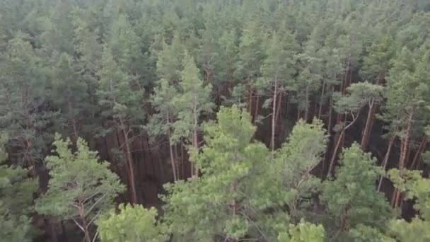 Bäume im Kiefernwald tagsüber, Luftaufnahme — Stockvideo