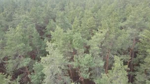Arbres dans une pinède pendant la journée, vue aérienne
