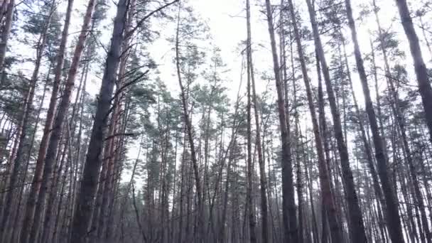 Träd i tallskog under dagen, flygutsikt — Stockvideo