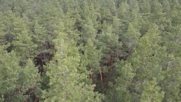 Trees in a pine forest during the day, aerial view — Stock Video