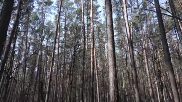 Árboles en un bosque de pinos durante el día, vista aérea — Vídeo de stock