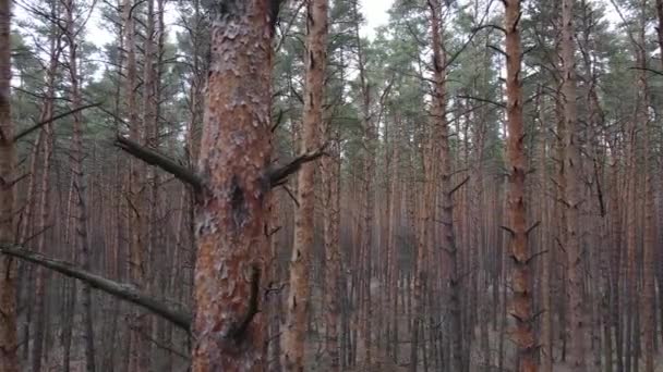Δέντρα σε πευκοδάσος κατά τη διάρκεια της ημέρας, εναέρια θέα — Αρχείο Βίντεο
