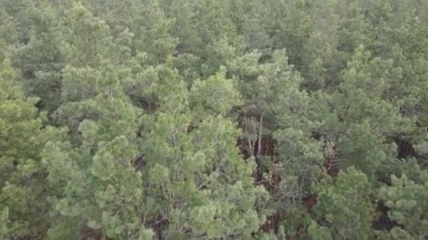 Trees in a pine forest during the day, aerial view — Stock Video