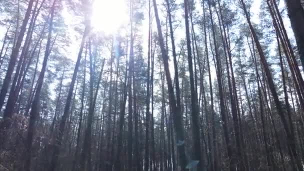 Alberi in una pineta durante il giorno, vista aerea — Video Stock