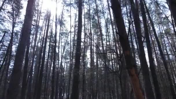 Träd i tallskog under dagen, flygutsikt — Stockvideo