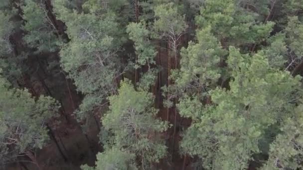 Träd i tallskog under dagen, flygutsikt — Stockvideo