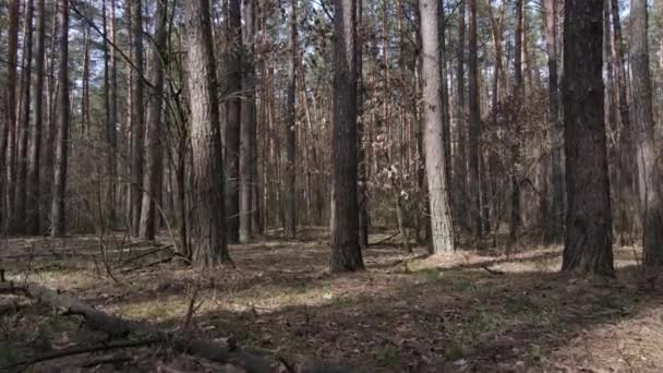 昼間は松林の中の木々、空中風景 — ストック動画