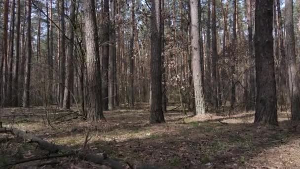 Träd i tallskog under dagen, flygutsikt — Stockvideo