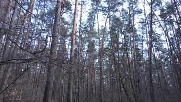 白天在松林里的树，鸟瞰 — 图库视频影像