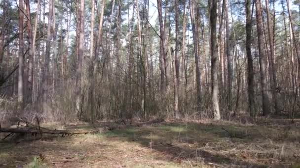 Bäume im Kiefernwald tagsüber, Luftaufnahme — Stockvideo