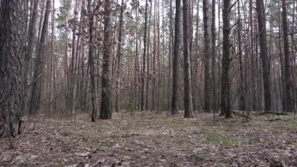 Bäume im Kiefernwald tagsüber, Luftaufnahme — Stockvideo