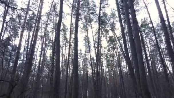 Деревья в сосновом лесу днем, вид с воздуха — стоковое видео