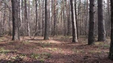 Gün boyunca çam ormanındaki ağaçlar, hava manzarası...