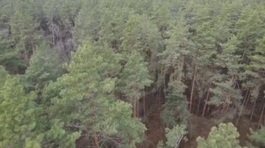 Gün boyunca çam ormanındaki ağaçlar, hava manzarası...