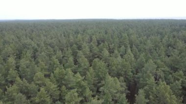 Gün boyunca çam ormanındaki ağaçlar, hava manzarası...