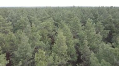 Gün boyunca çam ormanındaki ağaçlar, hava manzarası...