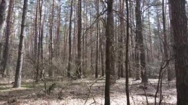 Gün boyunca çam ormanındaki ağaçlar, hava manzarası...