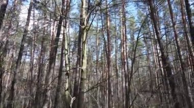 Gün boyunca çam ormanındaki ağaçlar, hava manzarası...