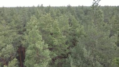 Gün boyunca çam ormanındaki ağaçlar, hava manzarası...