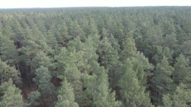 Gün boyunca çam ormanındaki ağaçlar, hava manzarası...