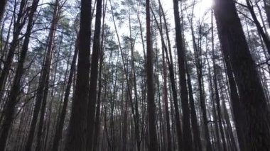 Gün boyunca çam ormanındaki ağaçlar, hava manzarası...