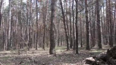 Gün boyunca çam ormanındaki ağaçlar, hava manzarası...